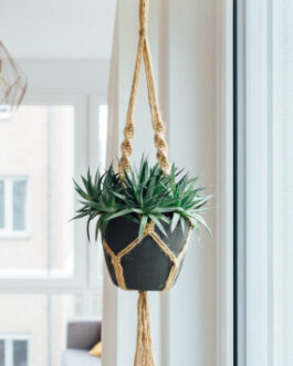 Hanging Plant